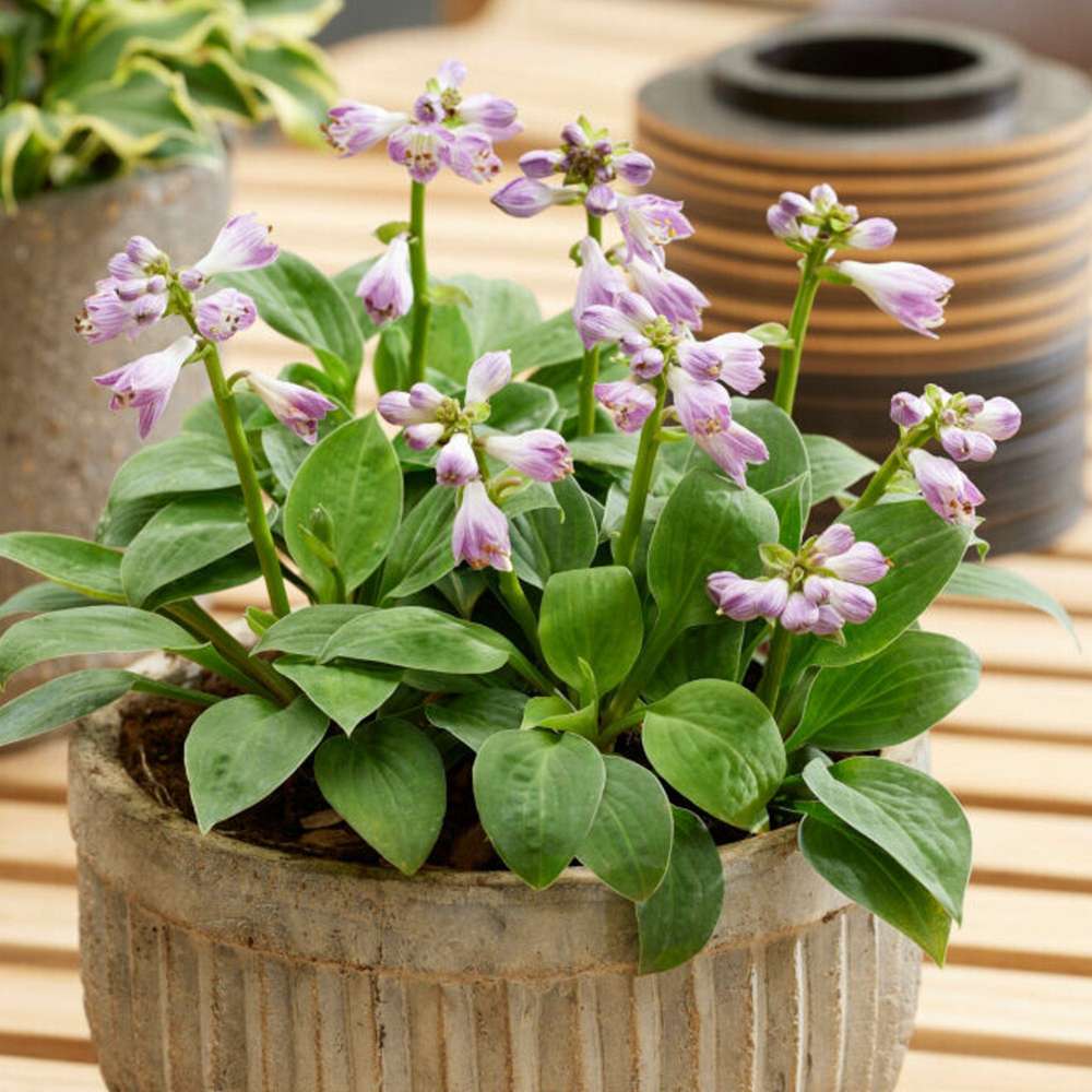 Hosta 'Blue Mouse Ears'